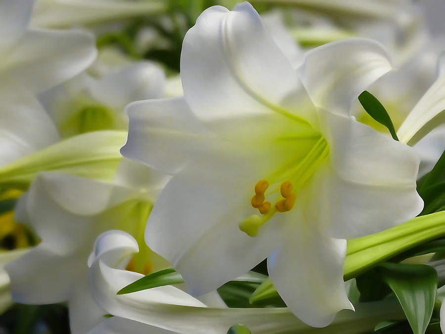 Easter Lilies Re-Imagined Photograph by David T Wilkinson