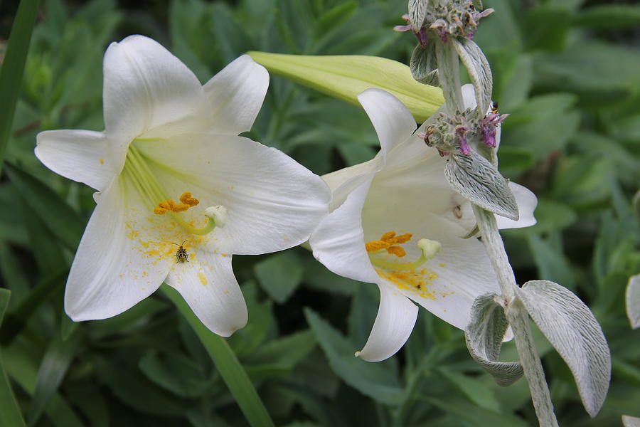 Easter Lily Photograph by Allen Nice-Webb