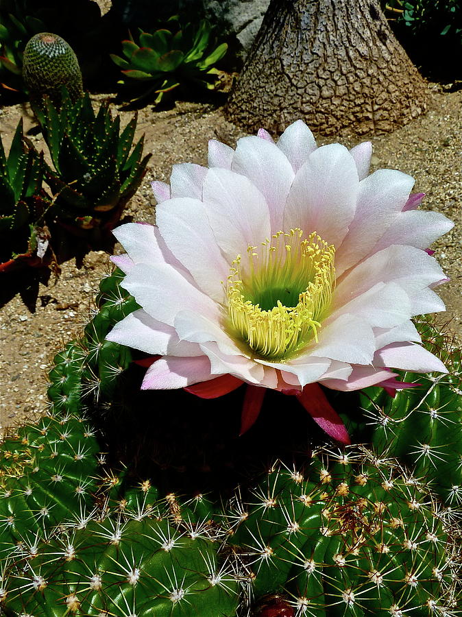 Easter Lily Cactus Photograph by Diana Hatcher