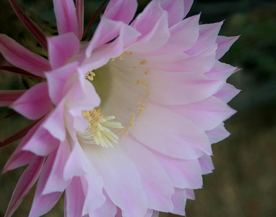 Easter Lily Cactus East 2 Painting by Marna Edwards Flavell