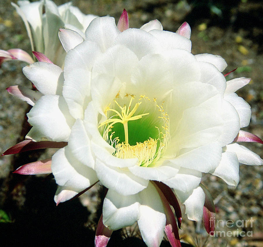 Easter Lily Cactus Flower Photograph by Kathy McClure
