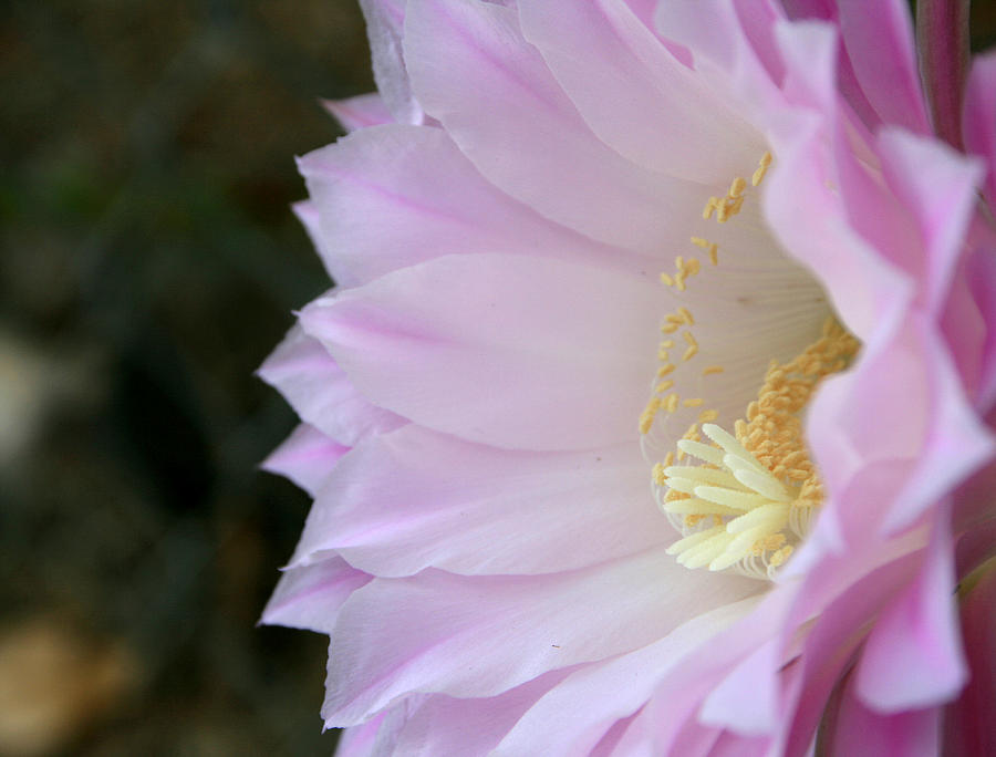 Easter Lily Cactus West Photograph by Marna Edwards Flavell