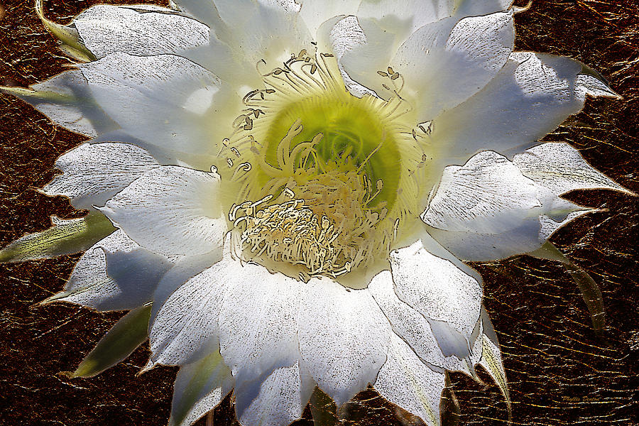 Easter Lily Cactus With Gold Leaf Look Photograph by Phyllis Denton