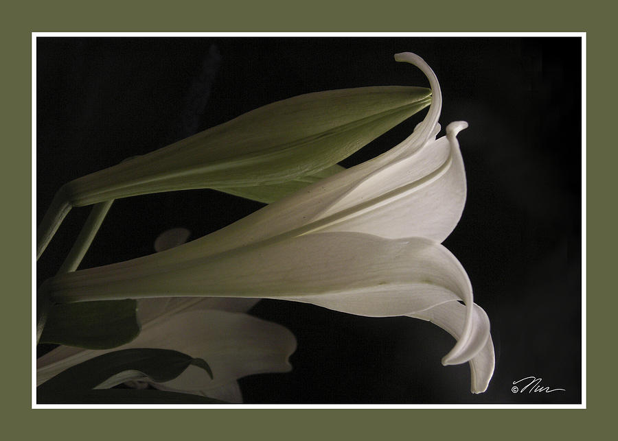 Easter Lily Card Photograph by Nancy Griswold