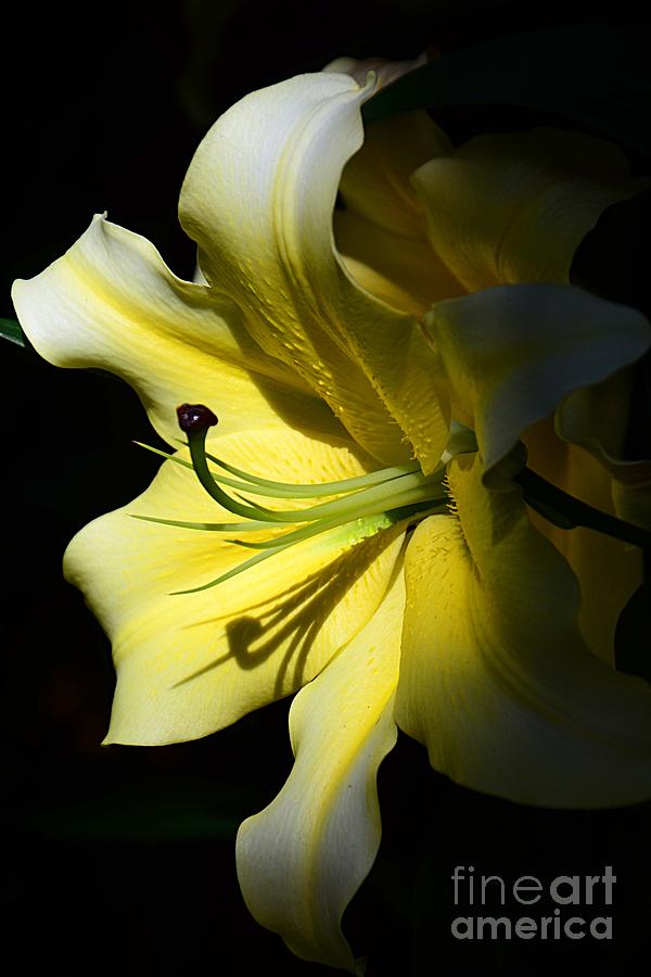 Easter Lily Photograph by Cindy Manero