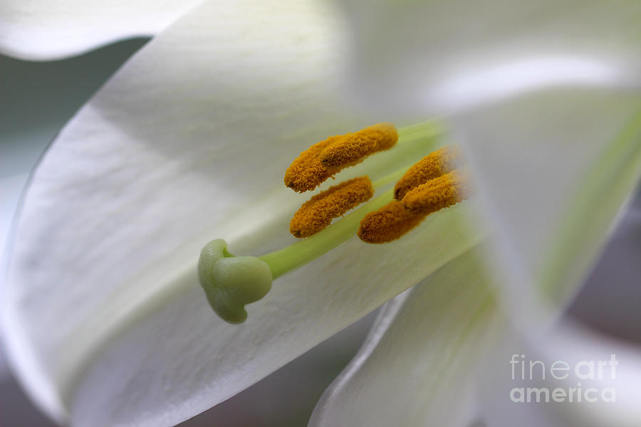 Easter Lily Close-up 2016 Photograph by Karen Adams