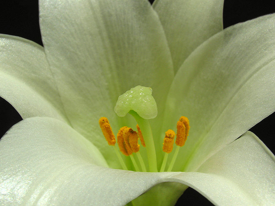 Easter Lily Floral Photograph by Juergen Roth
