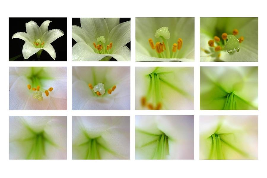 Easter Lily Greetings Photograph by Juergen Roth
