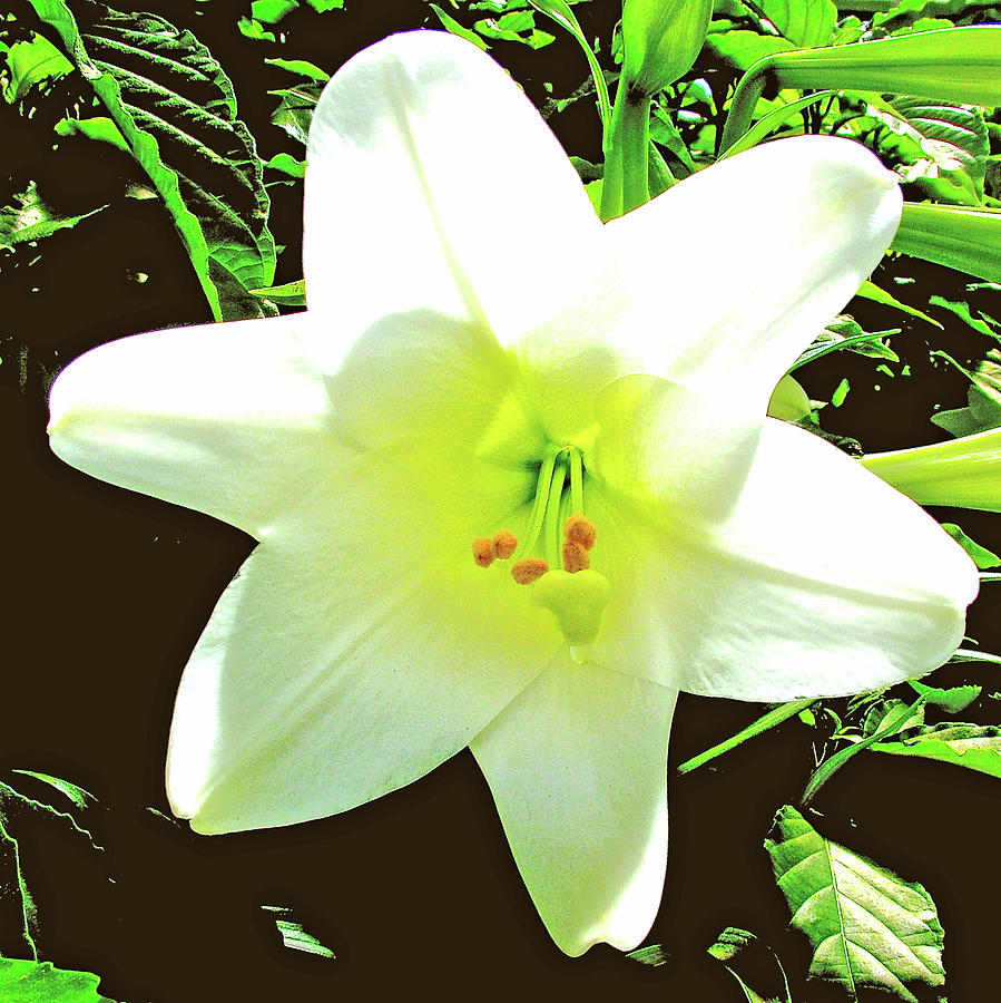 Easter Lily in Bellingrath Gardens in Mobile, Alabama Photograph by Ruth Hager