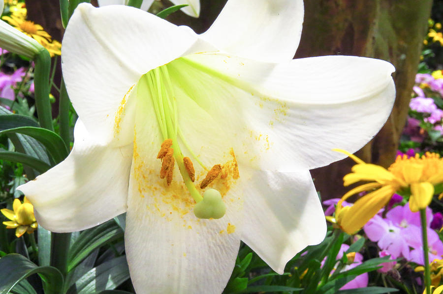 Easter Lily Photograph by Wanderbird Photographi LLC
