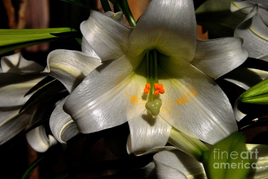 Easter Lily Photograph by Jacqueline M Lewis