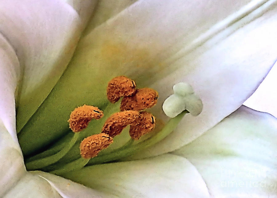 Lily Photograph - Easter Lily by Janice Drew