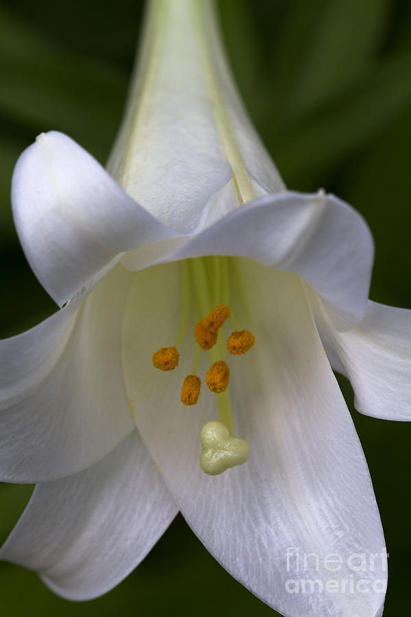 Lily Photograph - Easter Lily by Kenneth M. Highfill