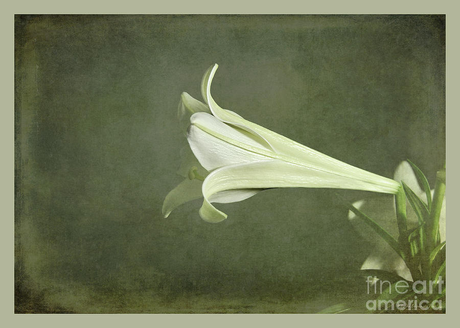 Easter Photograph - Easter Lily by Linda Baysinger Peck