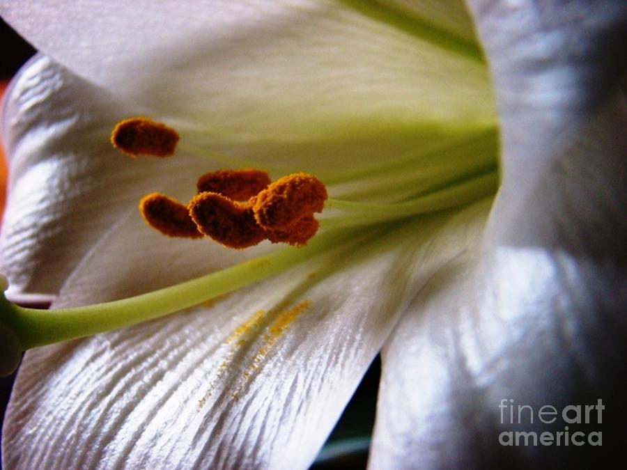 Easter Lily Photograph by Margaret Hamilton