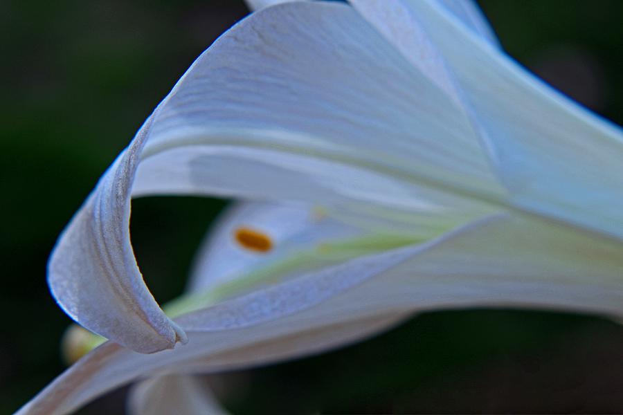 Easter Lily Photograph by Michiale Schneider