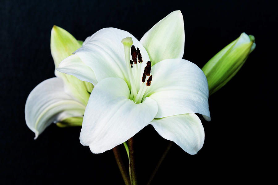 Easter Lily on Black Photograph by Cheryl Day