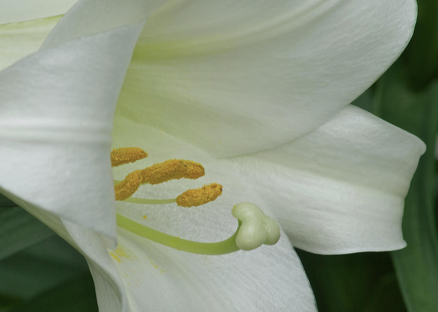Easter Lily Profile Photograph by Michael Peychich
