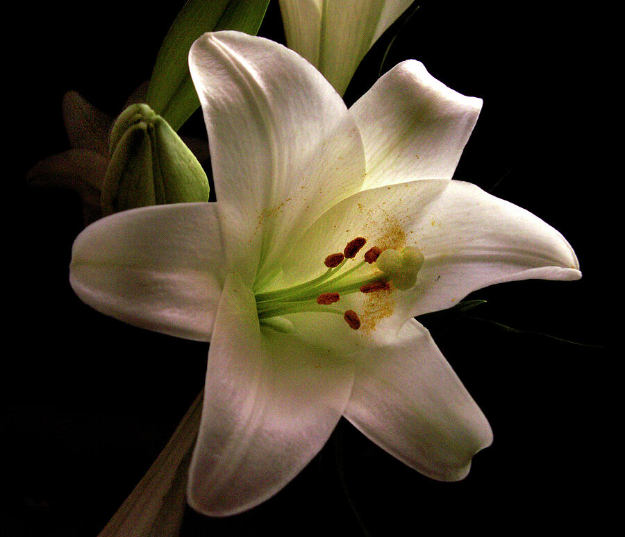 Easter Lily Three Photograph by Nancy Griswold