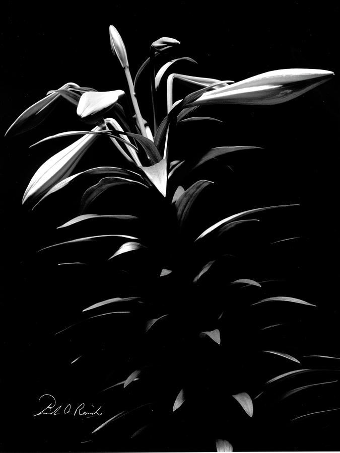 Easter Lily Two Photograph by Frederic A Reinecke
