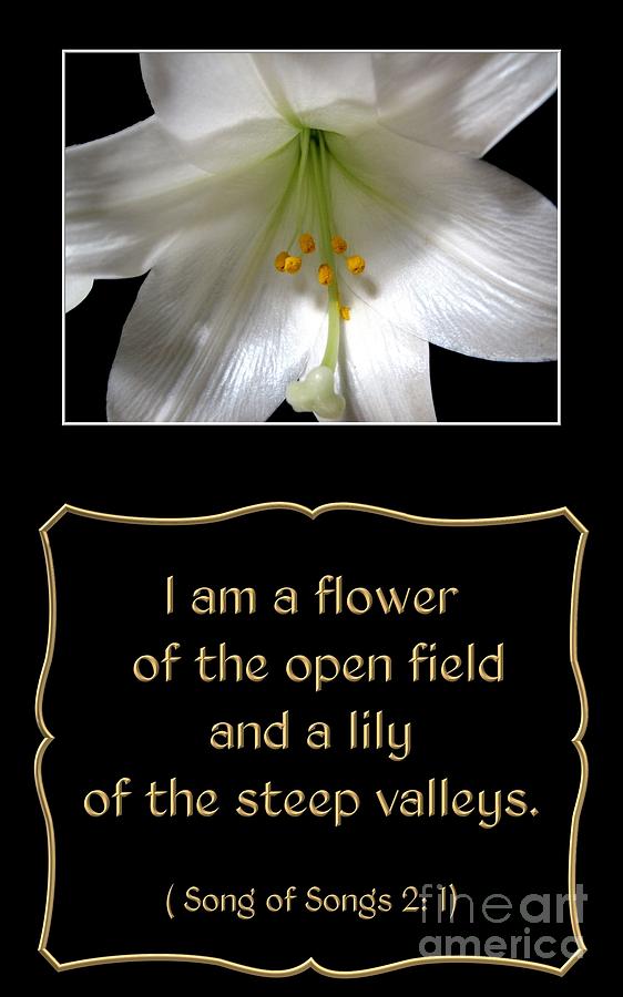 Easter Lily with Song of Songs quote Photograph by Rose Santuci-Sofranko