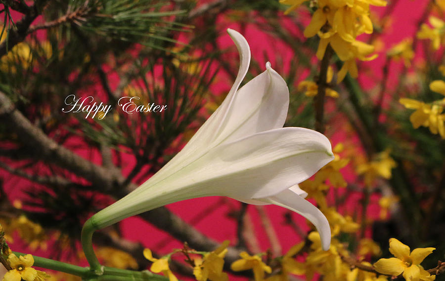Easter Lily With Text Photograph by Living Color Photography Lorraine Lynch