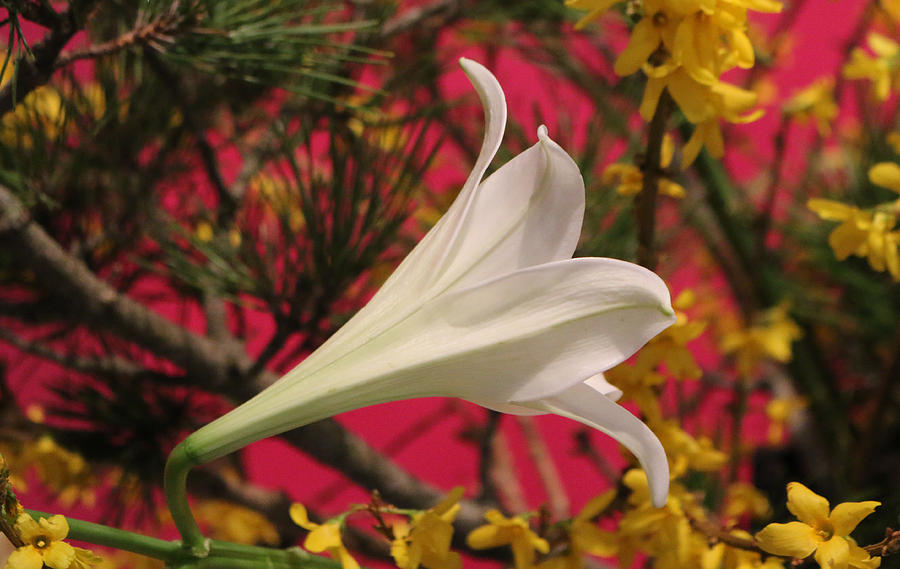 Easter Lily Without Text Photograph by Living Color Photography Lorraine Lynch