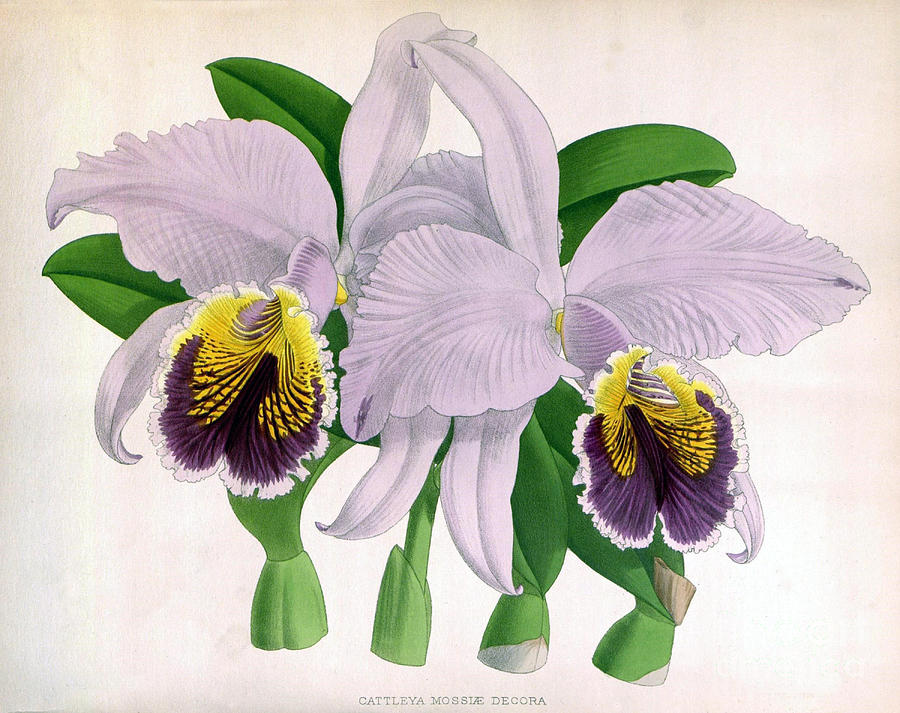 Easter Orchid, C. Mossiae Decora, 1891 Photograph by Biodiversity Heritage Library