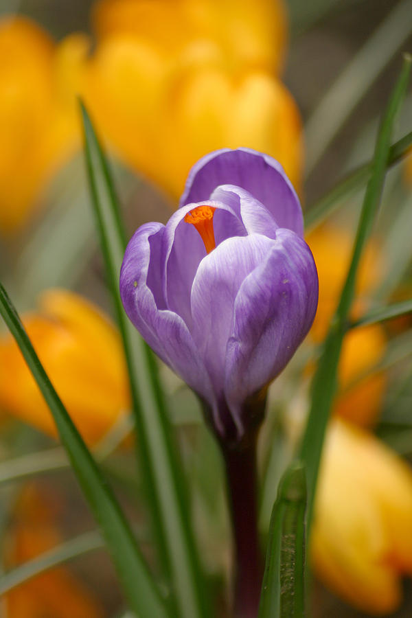 Easter purple tulip flower Photograph by Pierre Leclerc Photography