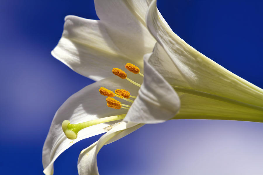 Easter Sunday morning lily  Photograph by Geraldine Scull