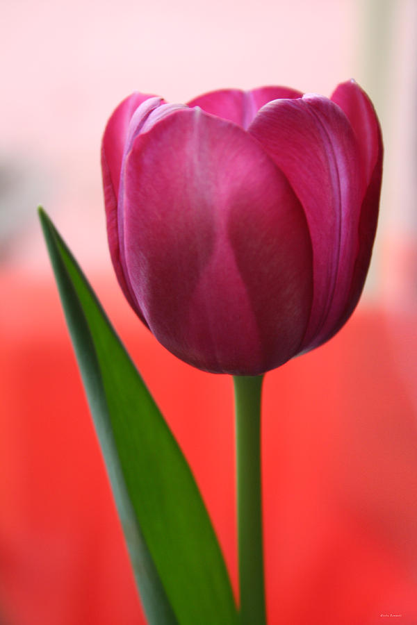 Easter Tulip Photograph by Linda Sannuti