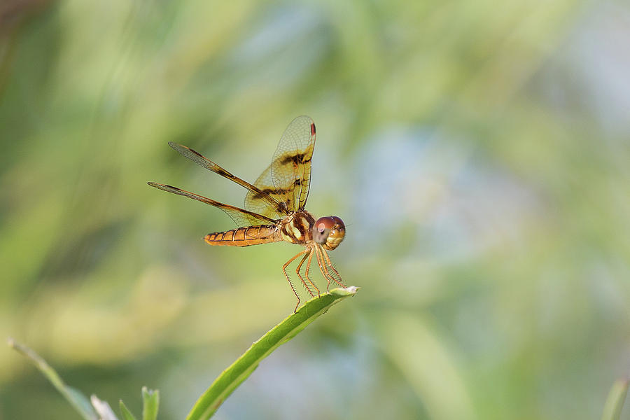 Eastern Amberwing 2 Photograph by Ronnie Maum