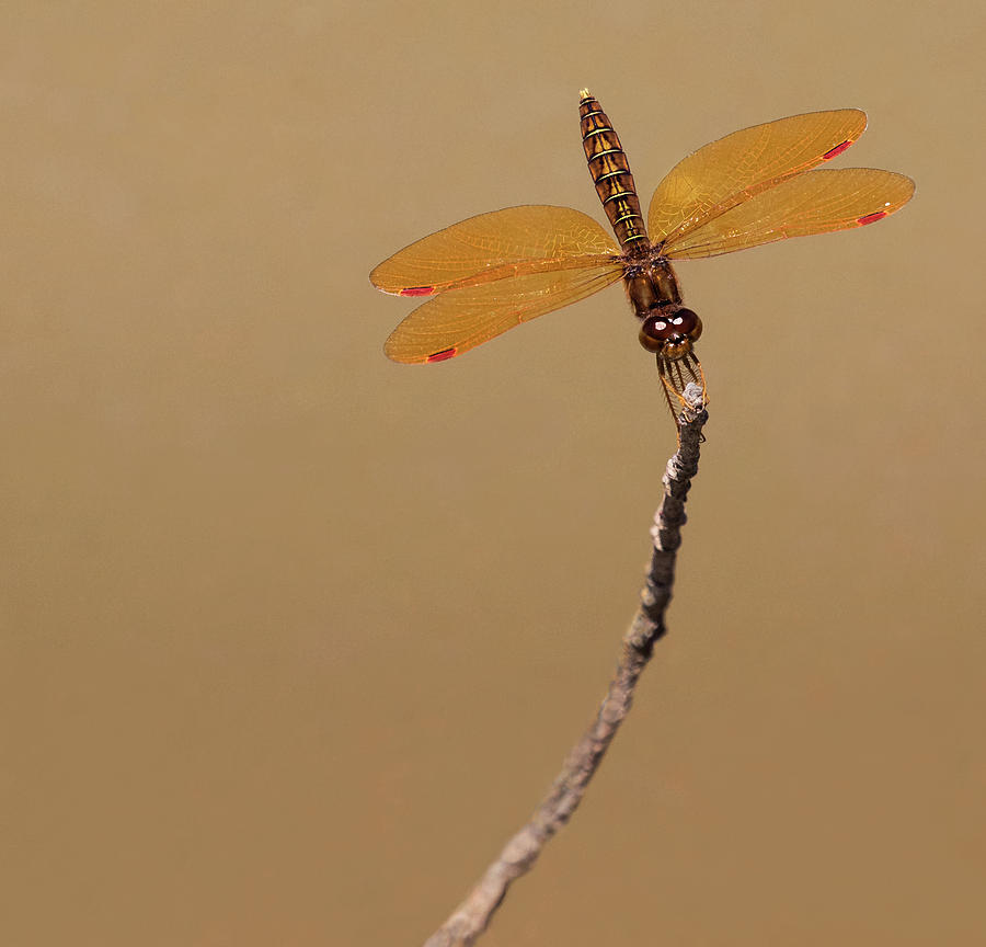 Eastern Amberwing Photograph by Art Cole