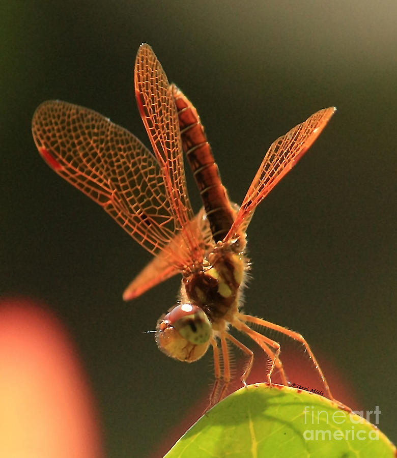 Eastern Amberwing Dragonfly Photograph by Terri Mills