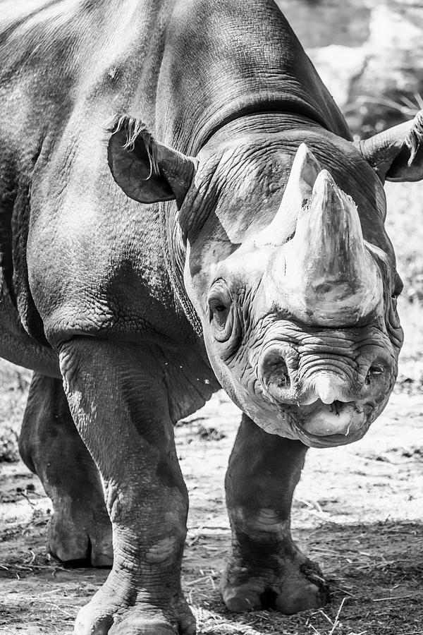 Wildlife Photograph - Eastern Black Rhinoceros by Pamela Williams