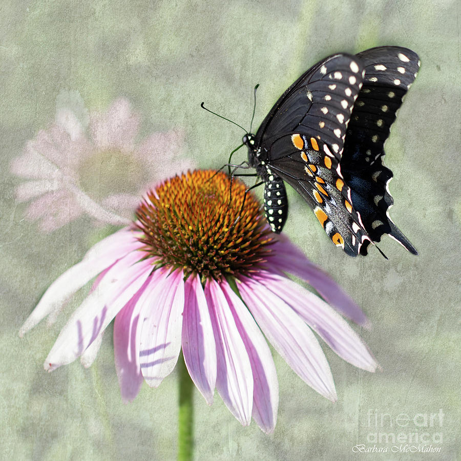 Eastern Black Swallowtail and Echinacea  Photograph by Barbara McMahon