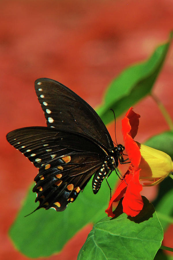 Eastern Black Swallowtail Butterfly Photograph by Christina Rollo