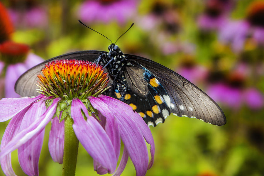 Eastern Black Swallowtail Butterfly Photograph by Ken Barrett