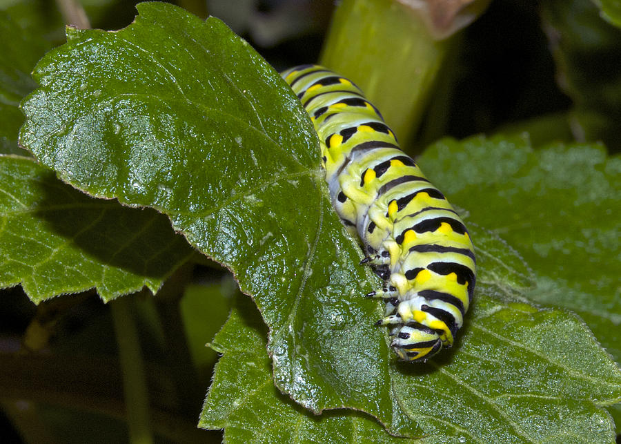 Eastern Black Swallowtail Caterpillar Photograph by Michael Peychich