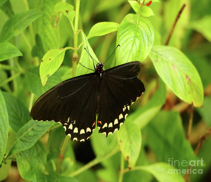 Eastern Black Swallowtail Photograph by Christiane Schulze Art And Photography