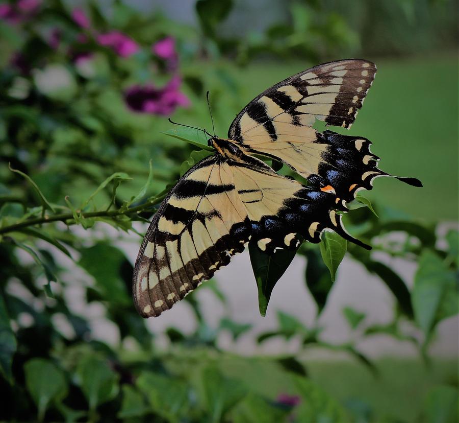 Eastern Tiger Swallowtail Photograph by Christopher James