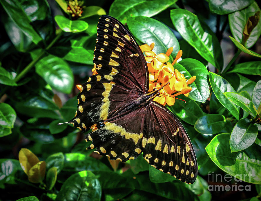 Eastern Black Swallowtail Photograph by Nick Zelinsky Jr