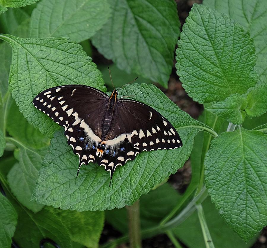 Eastern Black Swallowtail Photograph by Ronda Ryan