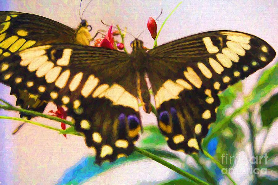 Eastern Black Swallowtail Photograph by Steven Parker
