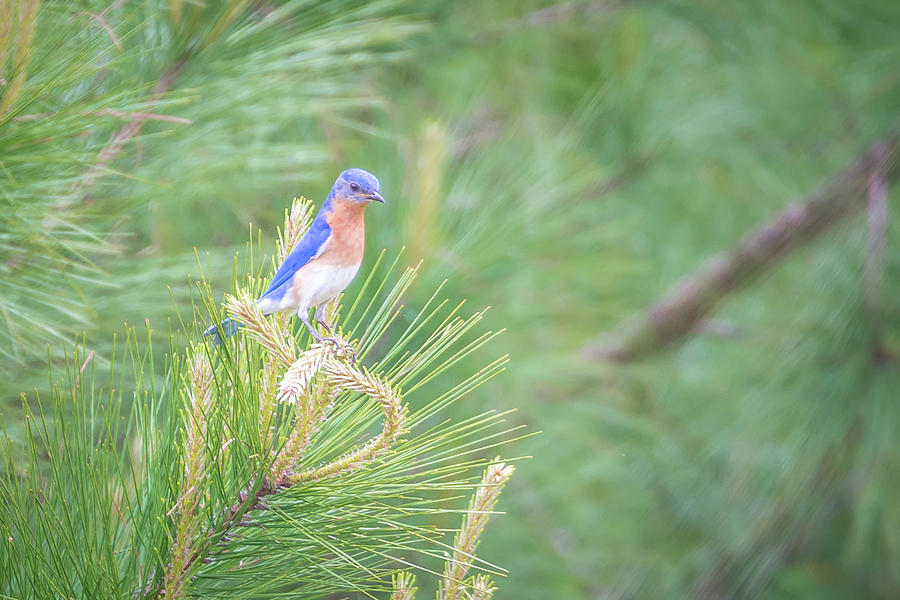 Eastern Blue Bird In The Wild In South Carolina Photograph by Alex Grichenko