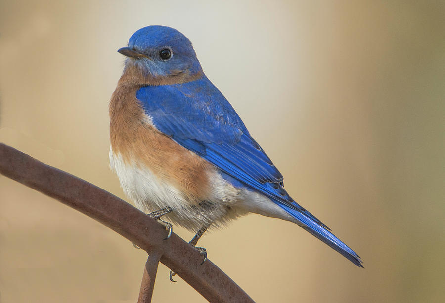 Eastern Blue Bird Male Photograph by David Waldrop