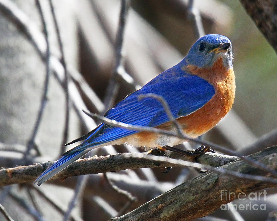 Eastern Blue Bird Photograph by Roger Becker