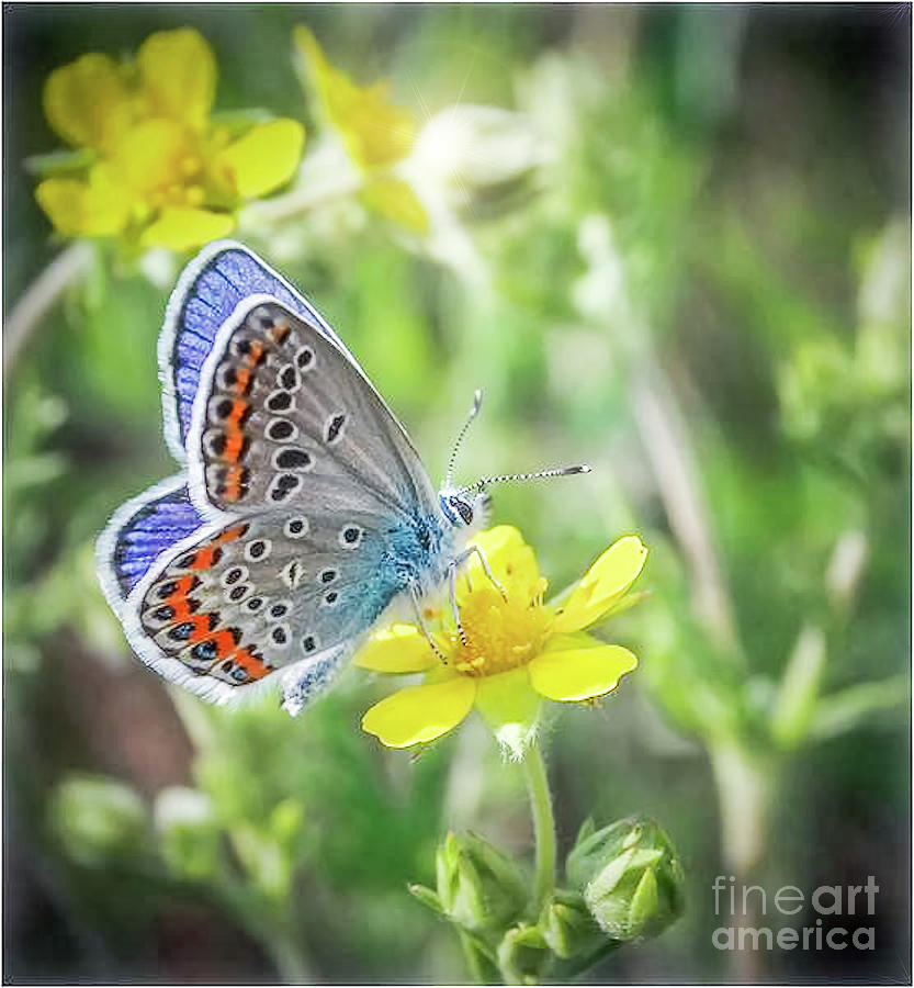 Eastern Blue Butterfly Photograph by Peggy Franz