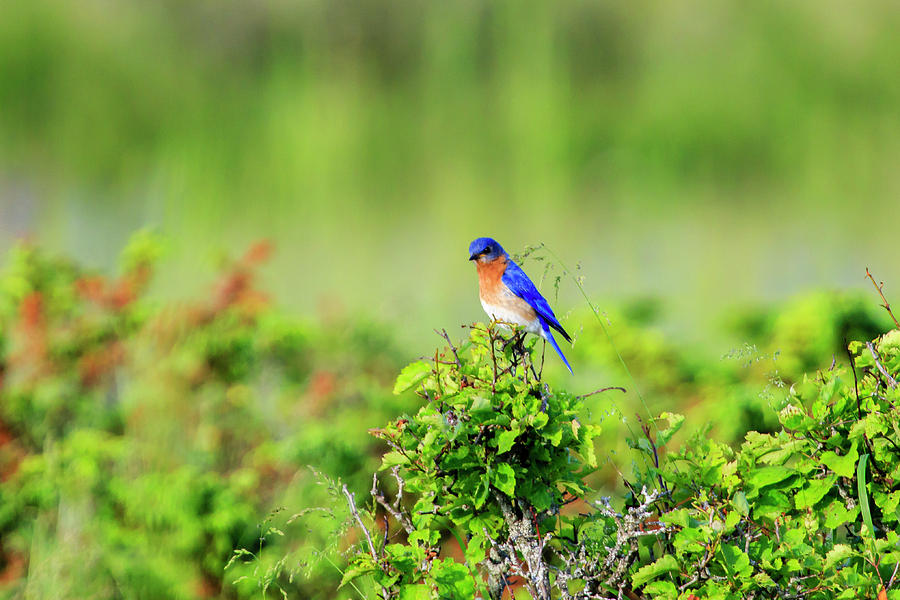 Eastern Bluebird 5 Photograph by Gary Hall