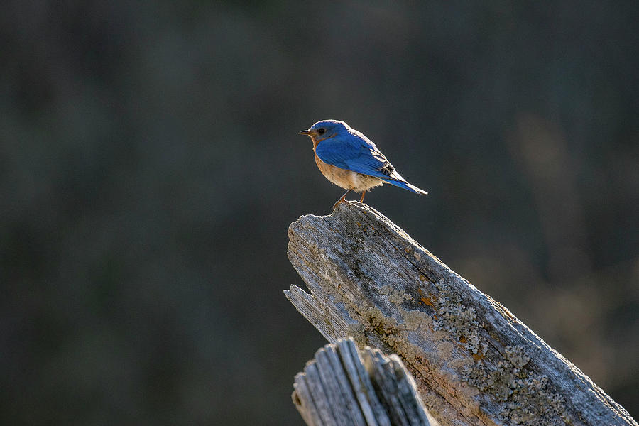 Eastern Bluebird 6 Photograph by Gary Hall